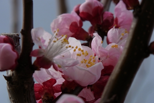 杏の花-3